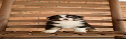 Australian Shepherd dogs for sale: Australian Shepherd Puppy 6 Tri-color puppies. - Ad 5