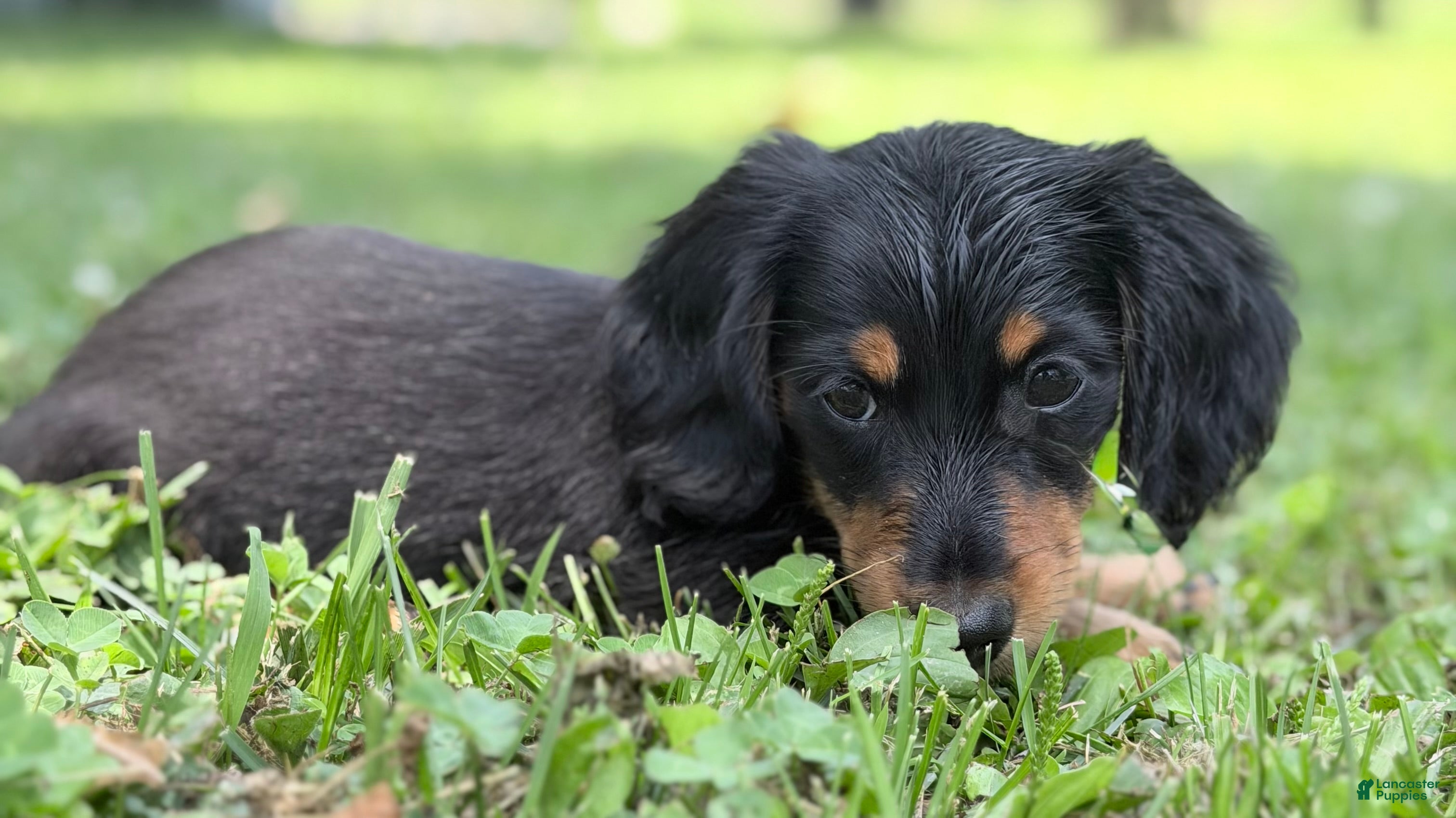 Miniature Dachshund dogs for sale: Jaxx-AKC Black & Tan LH-PRA Clear-DNA/OFA-Sire Prospect - Ad 2