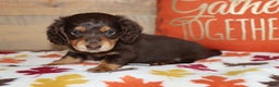 Miniature Dachshund dogs for sale: Terry  - Ad 16