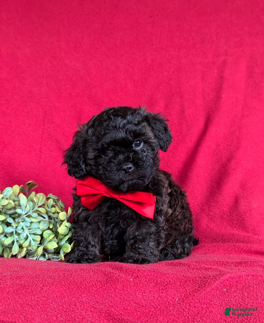 Shihpoo dogs for sale: Collin - Ad 3
