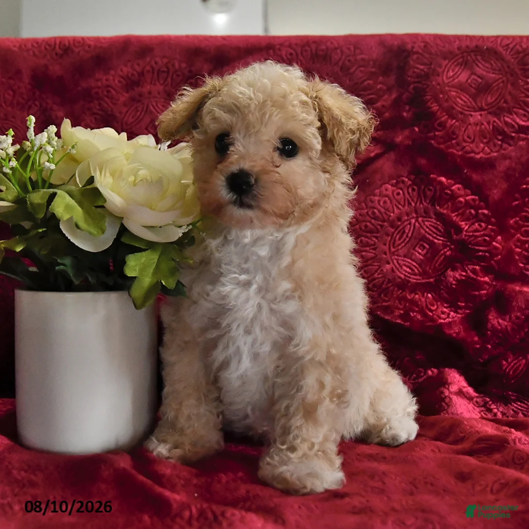 Maltipoo dogs for sale: Sandra - Ad 2