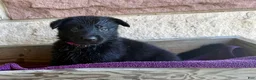 German Shepherd dogs for sale: Gwen - Ad 7