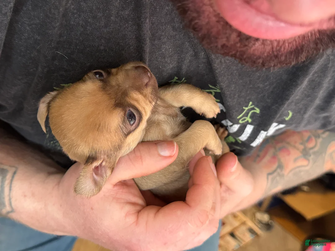 Chihuahua dogs for sale: Brandy  - Ad 31
