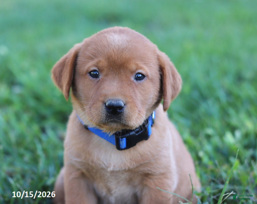 Labrador Retriever dogs Ruby - Ad 2