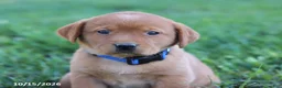 Labrador Retriever dogs for sale: Ruby - Ad 2