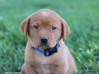 Labrador Retriever dogs Ruby - Ad 2