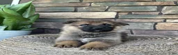 German Shepherd dogs for sale: Tori - Ad 6