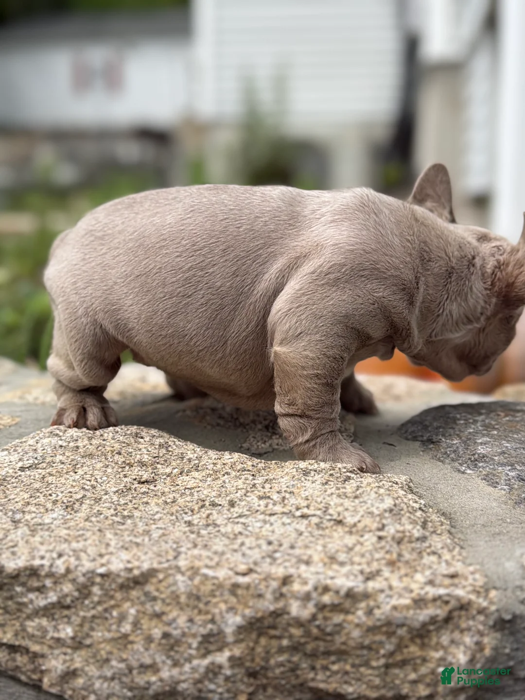French Bulldog dogs for sale: Cartier - Ad 2