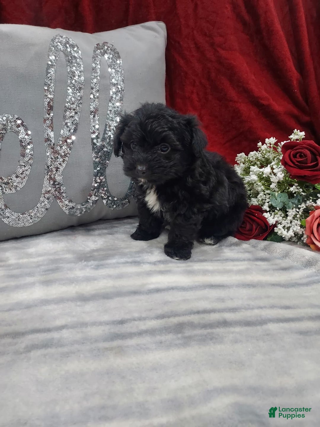 Mixed Breed dogs for sale: Romo - Ad 4