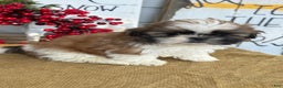 Shih Tzu dogs for sale: Patch - Ad 11