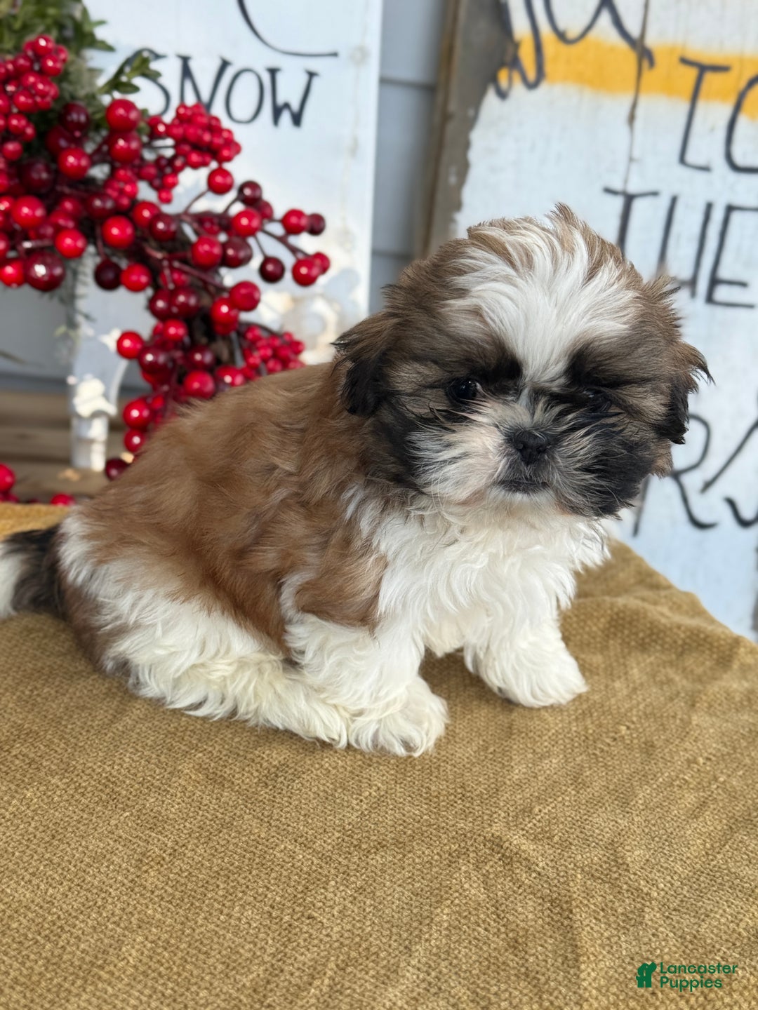 Shih Tzu dogs for sale: Patch - Ad 11