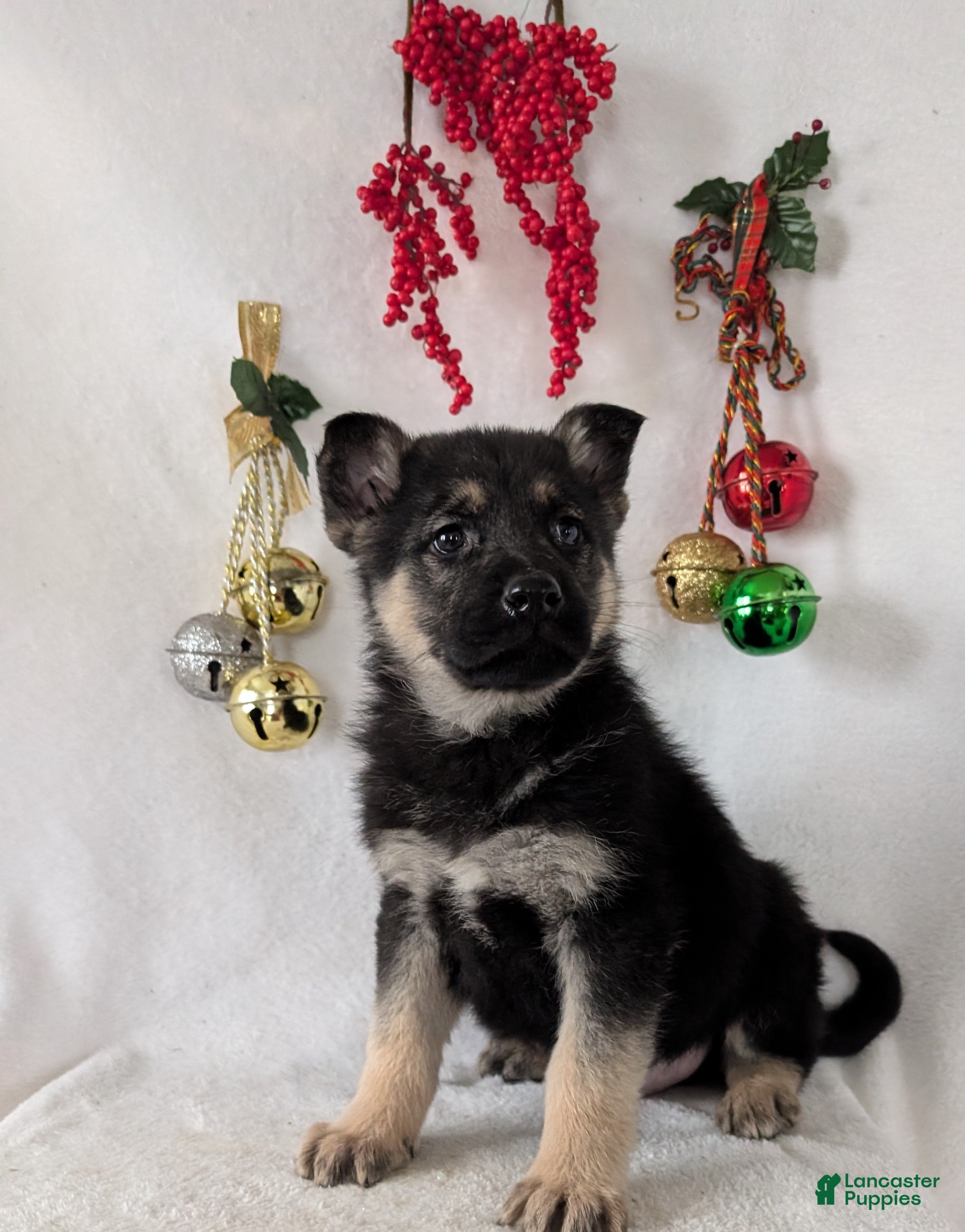 German Shepherd dogs Jay - Ad 16