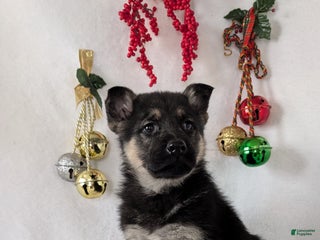 German Shepherd dogs Jay - Ad 15