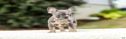 French Bulldog dogs for sale: Miles – Blue & Tan Merle - Ad 8