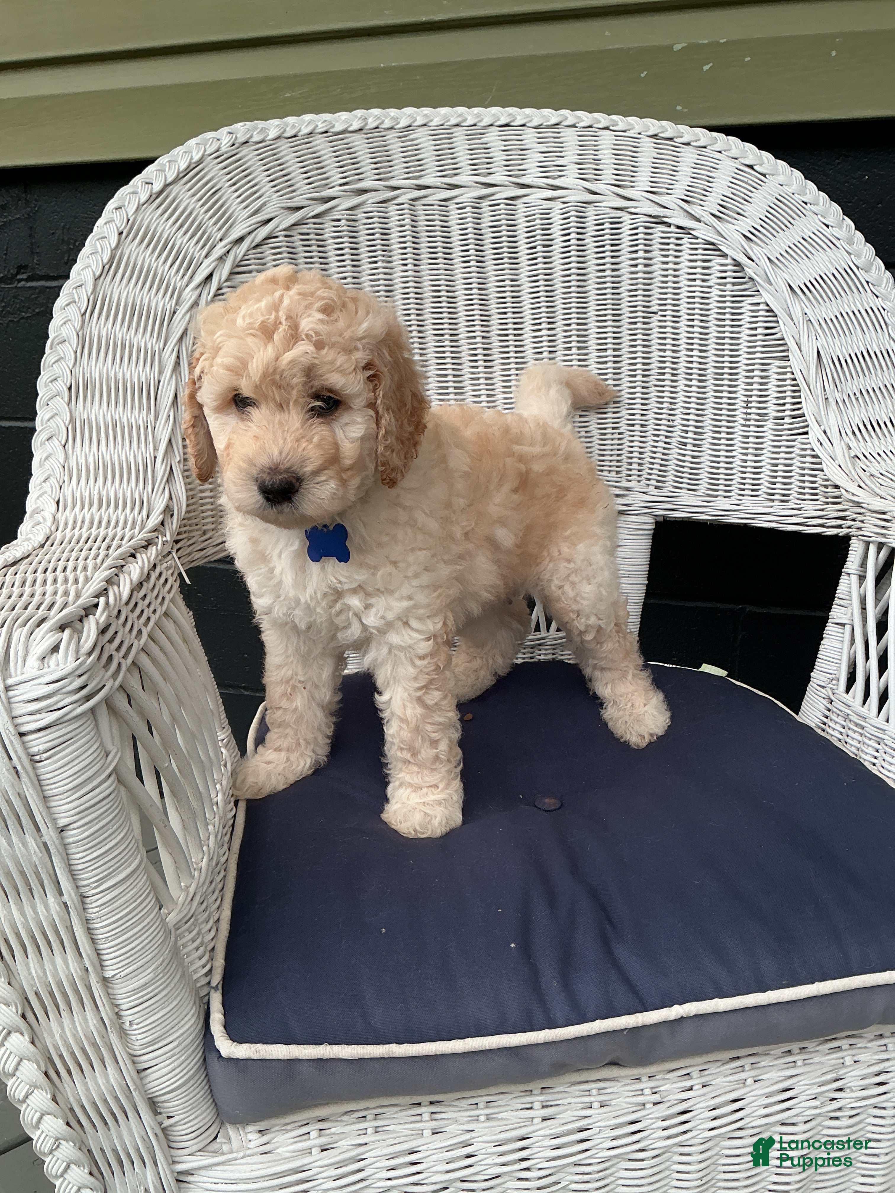 Goldendoodle dogs Goldendoodle 3 - Ad 1