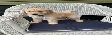 Goldendoodle 3