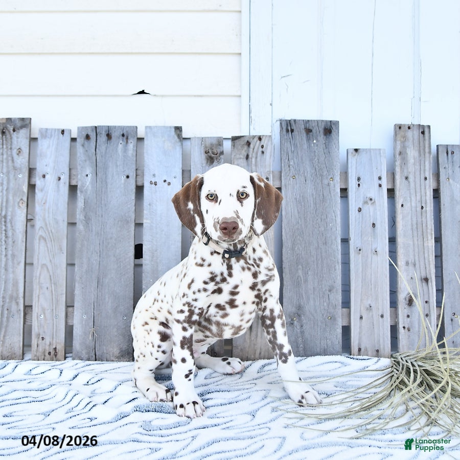 Dalmatian dogs Chief - Ad 2