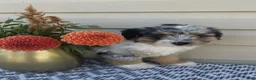 Mini Aussiedoodle dogs for sale: Dexter - Ad 6