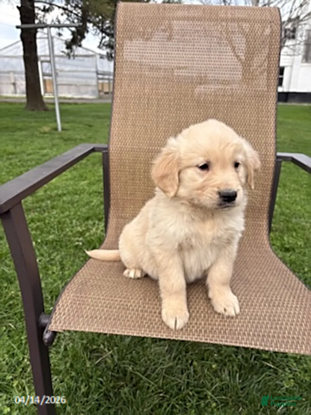 Golden Retriever dogs for sale: Ruthie - Ad 1