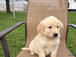 Golden Retriever dogs for sale: Ruthie - Ad 1