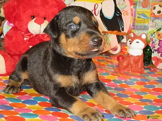 Doberman Pinscher dogs Doberman Pinscher Puppy 2 - Ad 31
