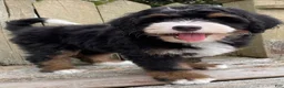 Mini Bernedoodle dogs for sale: 🧡IN BOSTON MASSACHUSETTS AREA🧡MINI BERNEDOODLE BOY🧡 - Ad 1