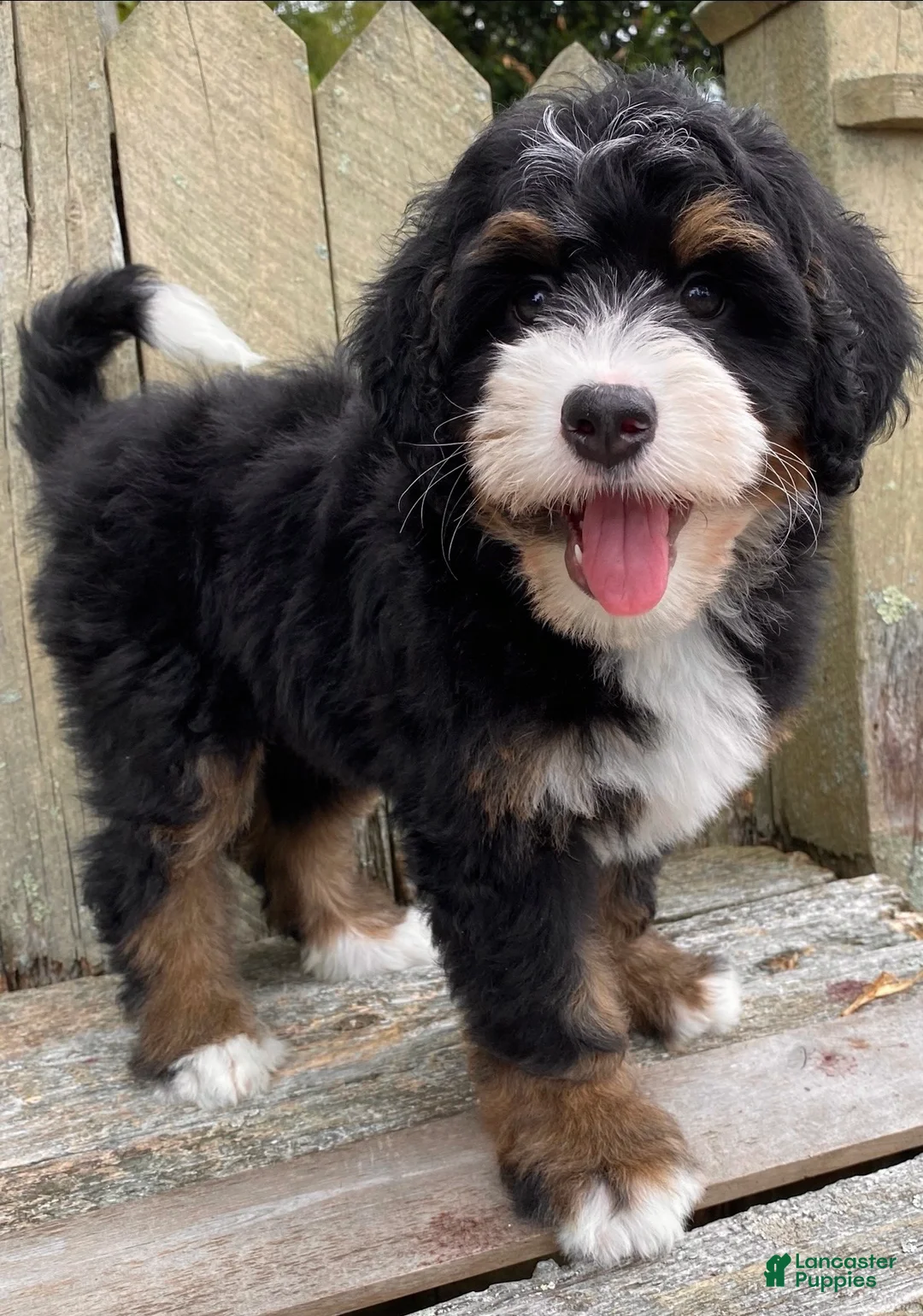 Mini Bernedoodle dogs for sale: 🧡IN BOSTON MASSACHUSETTS AREA🧡MINI BERNEDOODLE BOY🧡 - Ad 1