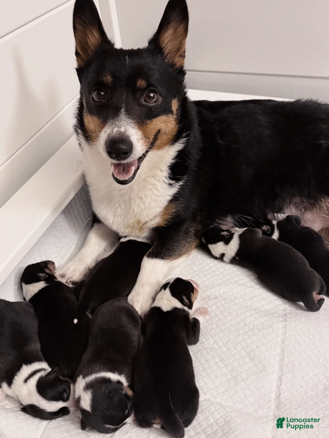 Welsh Corgi Pembroke dogs for sale: Kujo - Ad 4