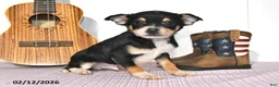 Mixed Breed dogs for sale: Fox - Ad 5