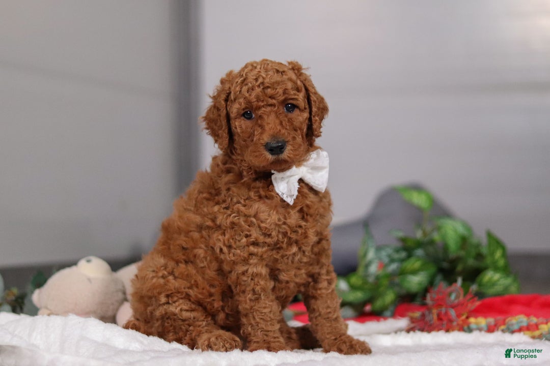Standard Poodle dogs for sale: Claire - Ad 2
