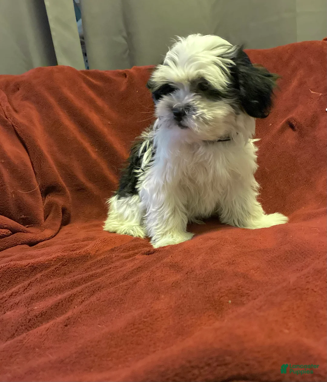 Shih Tzu dogs for sale: Spade - Ad 2