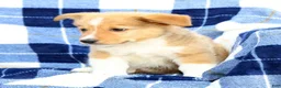 Welsh Corgi Pembroke dogs for sale: Finnigan - Ad 6