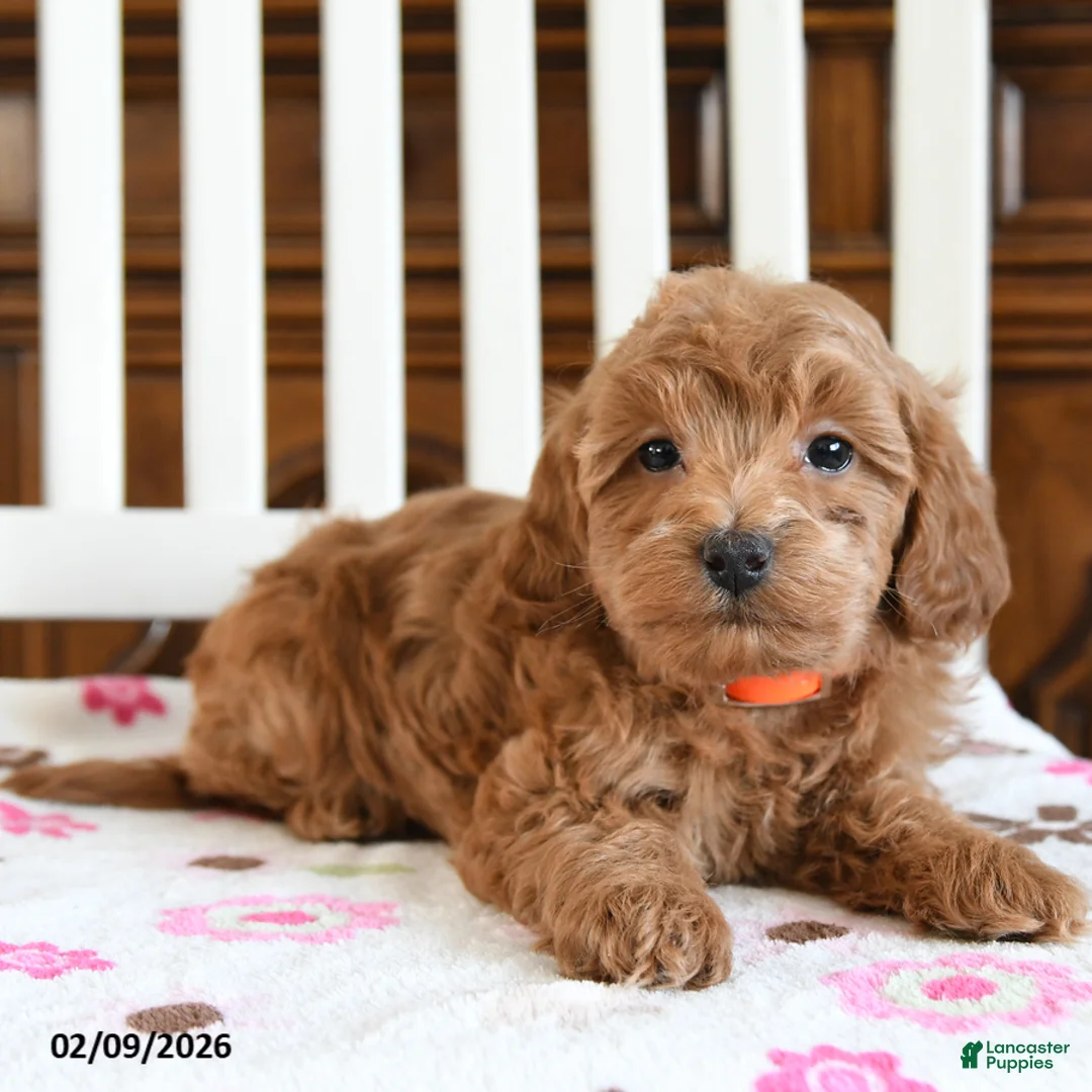 Maltipoo dogs for sale: Nekoda - Ad 2