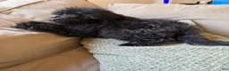 Standard Poodle dogs for sale: Raven - Ad 11