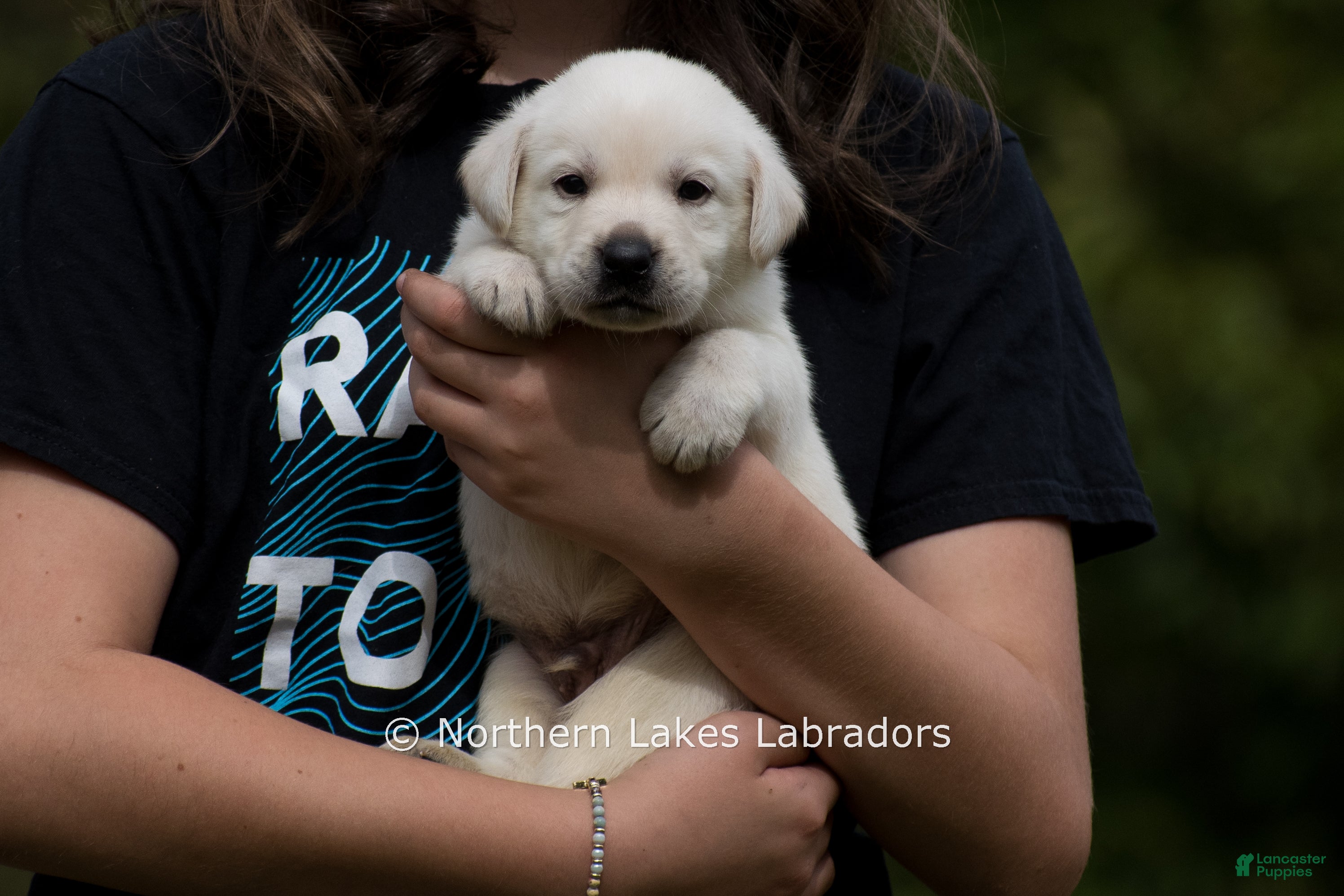 Mason (Labrador, Male) in Bowersville, GA
