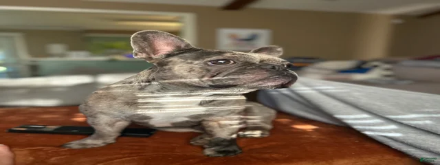 Ace