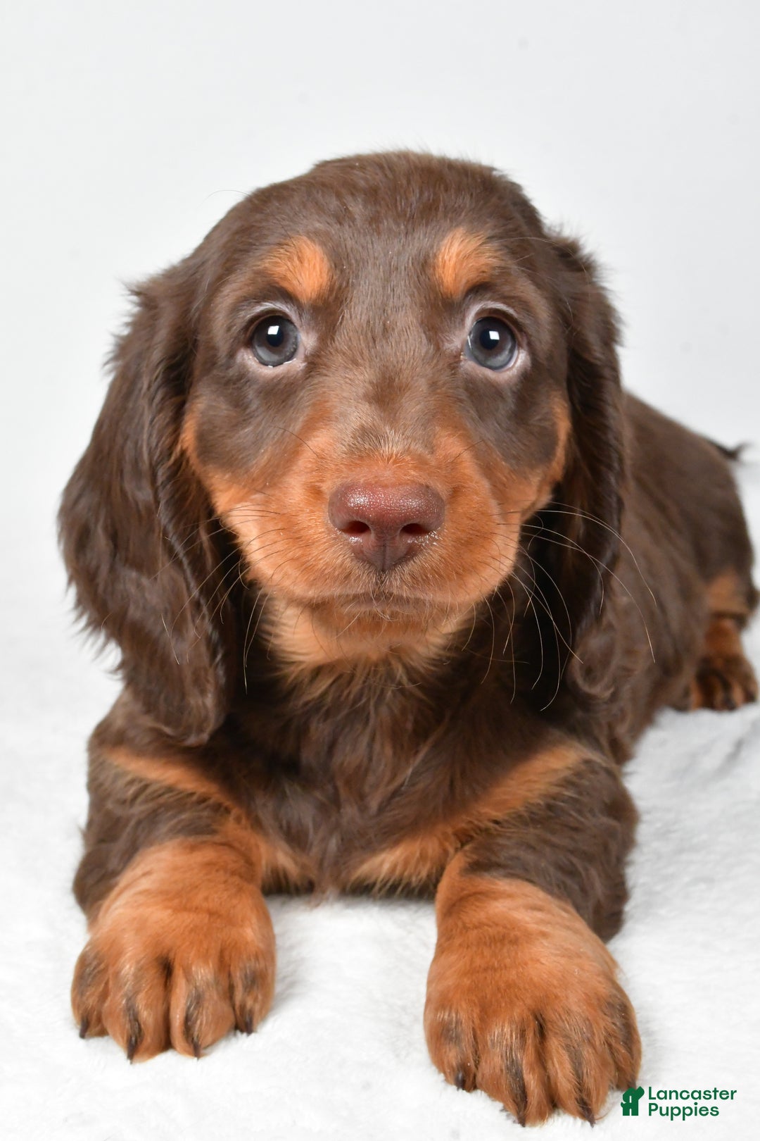 Miniature Dachshund dogs for sale: Anna - Ad 5