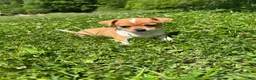 Chihuahua dogs for sale: Robert - Ad 3