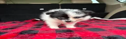 Pomeranian dogs for sale: Daisy - Ad 3