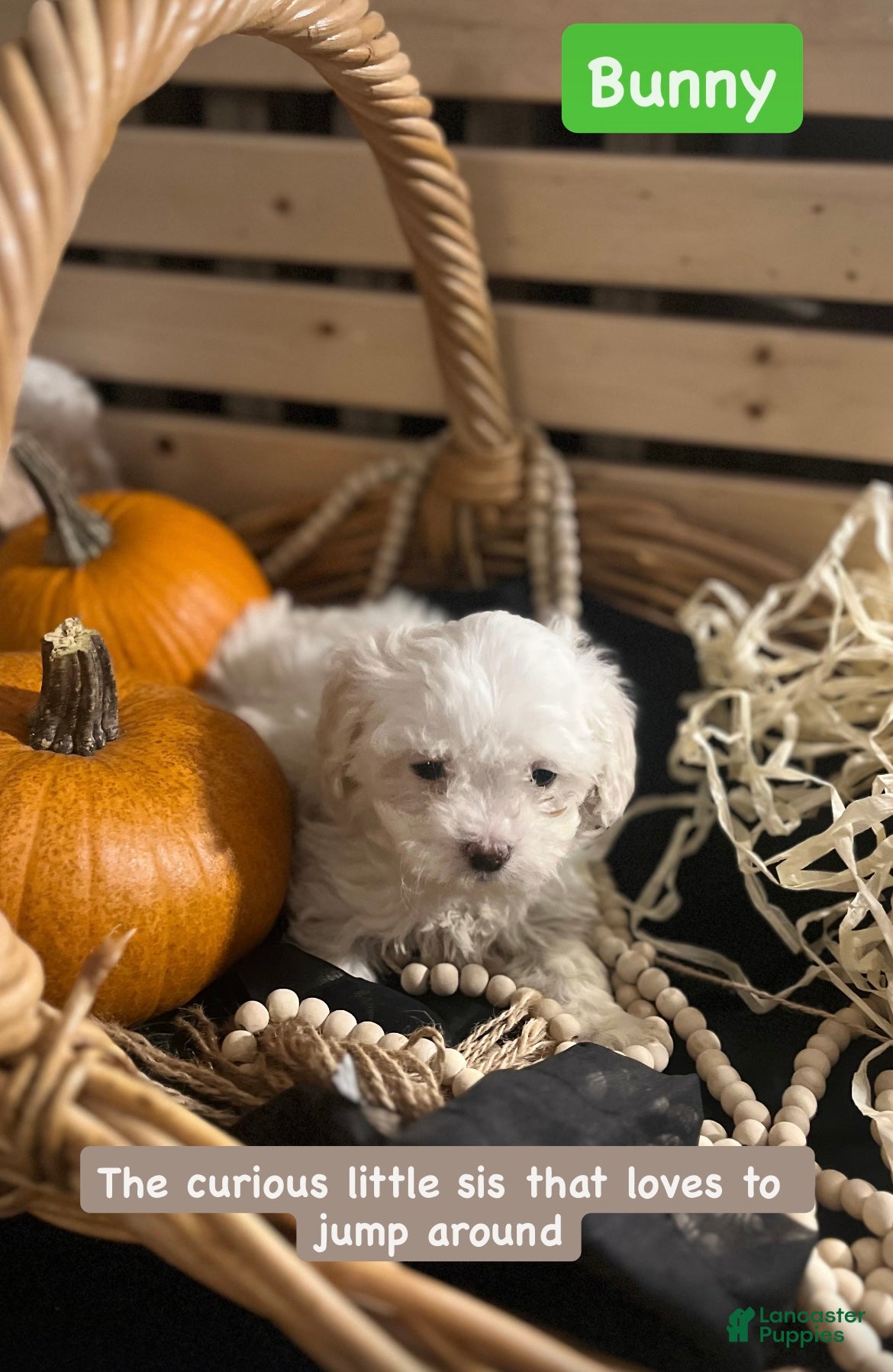 Mixed Breed dogs Shichon Poo Puppy 3 (Bunny) - Ad 5