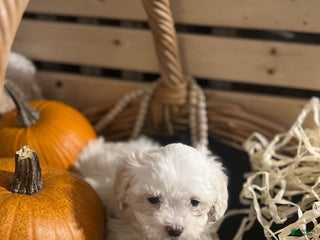 Mixed Breed dogs Shichon Poo Puppy 3 (Bunny) - Ad 29