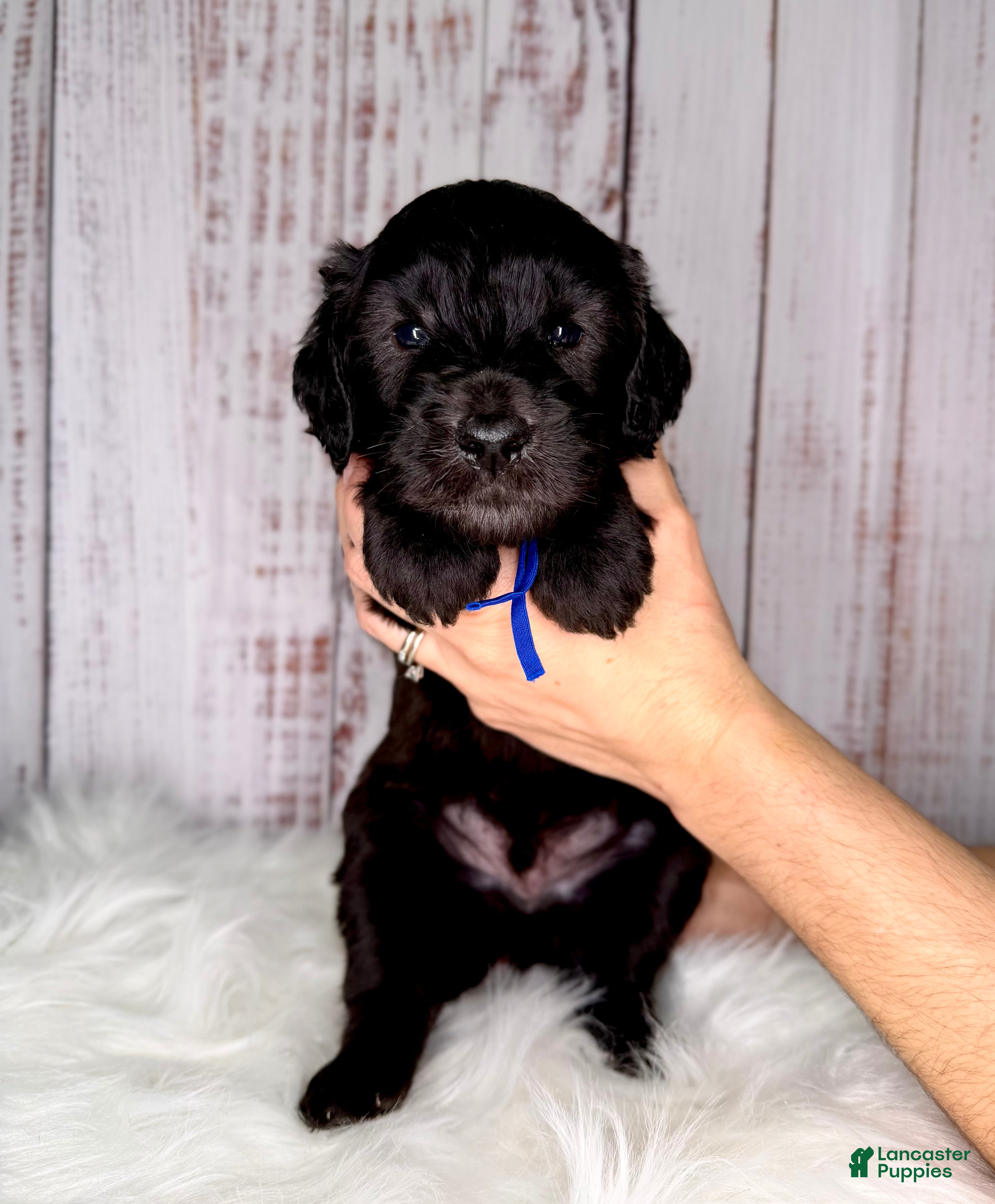 Goldendoodle dogs Goldendoodle Blue - Ad 6