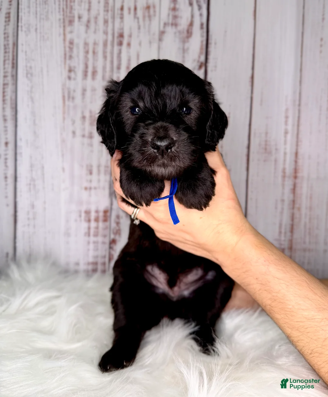 Goldendoodle dogs for sale: Goldendoodle Blue - Ad 1