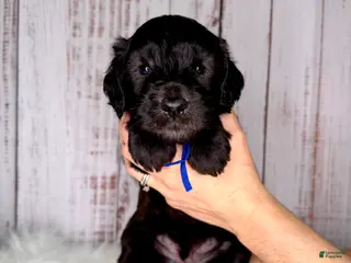 Goldendoodle dogs Goldendoodle Blue - Ad 6