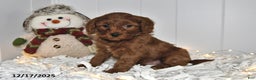 Cavapoo dogs for sale: Clifford - Ad 1