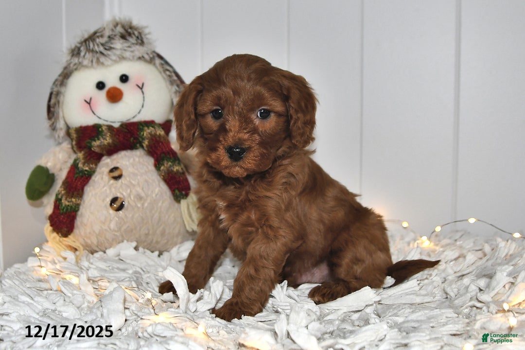 Cavapoo dogs for sale: Clifford - Ad 1