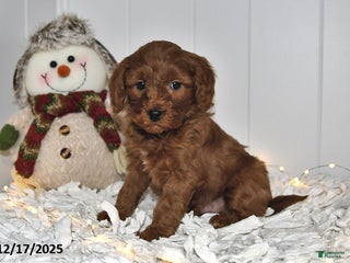 Cavapoo dogs Clifford - Ad 20