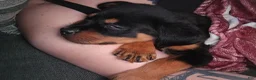 Rottweiler dogs for sale: Rottweiler Puppy 1 - Ad 2