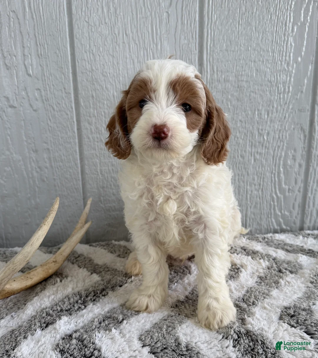 Mini Bernedoodle dogs for sale: Spike - Ad 1