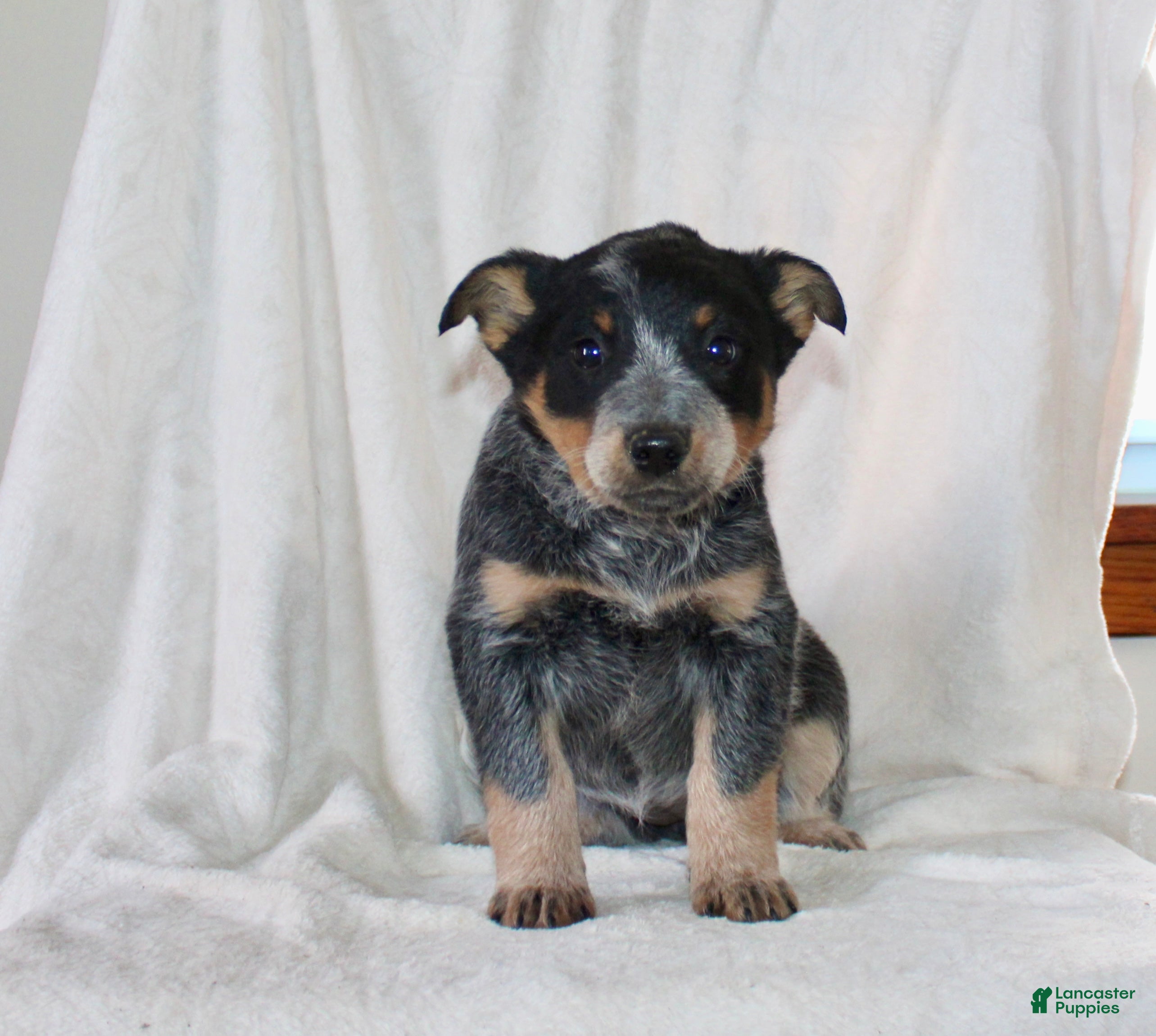 Australian Cattle Dog dogs Molly - Ad 2